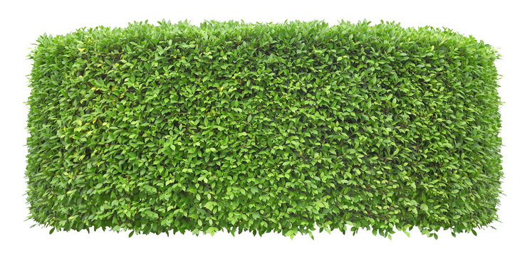 Trimmed green hedge wall isolated on white background for exterior and garden design