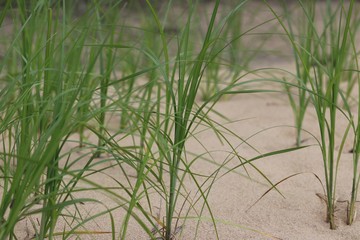 Fototapeta premium beach grass