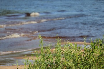grass on the beach with movement