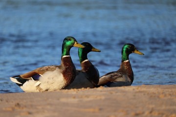 duck friends