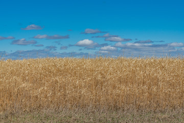 Field of Straw