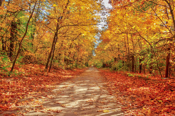 trees in a forest park in the colors of autumn, a dirt road running among the crowns of autumn trees, with people in the background