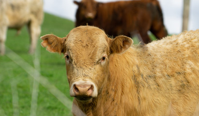 Cattle in field in rural New Zealand