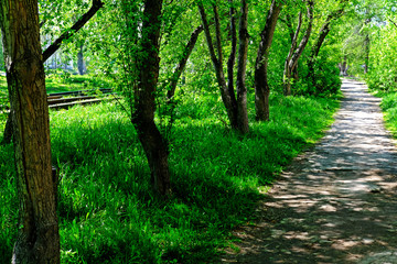 path in the forest