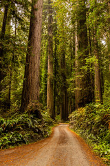 Fototapeta na wymiar Redwoods
