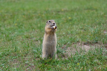 cute gray gopher standing on his hind legs and eating bread in the green summer grass