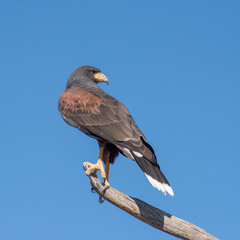 Harris's Hawk in Flight isolated on a Blue Background