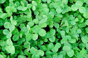 クローバーの集合