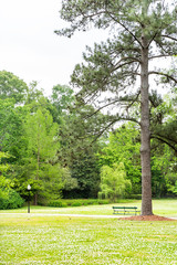 Green park in USA during spring in Alabama southern city during sunny day with large tree, bench, vertical view