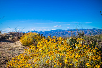 Obraz premium A yellow Wolly Sunflower in Saguaro National Park, Arizona