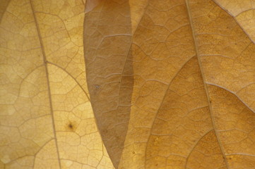 Close-up macro showing the intricate details of the veins and lines on native Australian Autumnal leaves