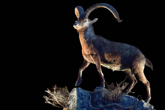 portrait of isolated ram goat on black background
