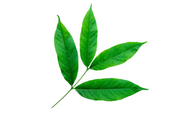 Green leaves isolated on a white background. File contains with clipping path.