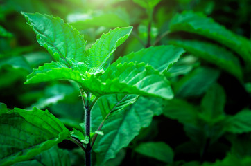 Thai style, green fresh sweet basil In the vegetable garden.with the sun in the morning light. for background. Blank copy space.