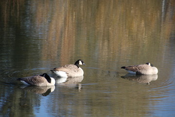 Geese Making Ripples, Gold Bar Park, Edmonton, Alberta