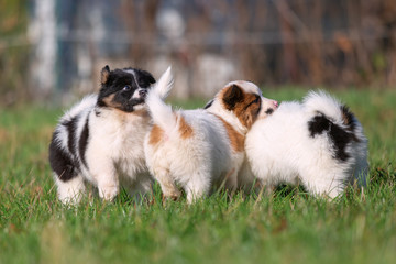 Naklejka na ściany i meble cute Elo puppies are playing on the meadow