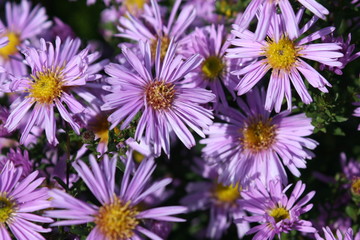 Obraz premium Astern