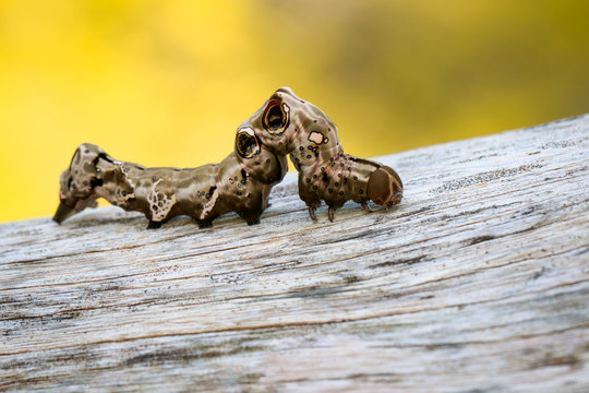 Image of brown caterpillar on brown dry timber. Insect. Animal