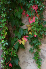 Colorful Ivy Leaves Growing up a Wall