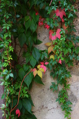 Colorful Ivy Leaves Growing up a Wall