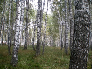 Siberian birch grove