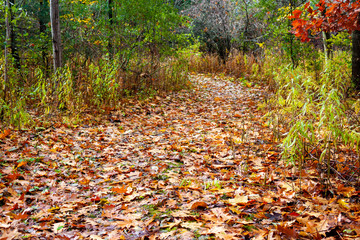 autumn leaves in the park