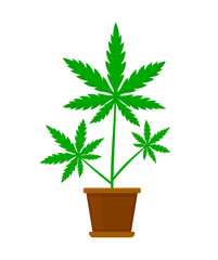 Marijuana or cannabis plant in a flower 