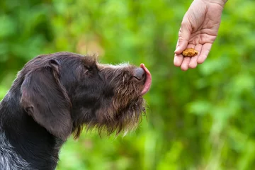 Photo sur Plexiglas Chien le chien se lèche les lèvres à la vue des friandises