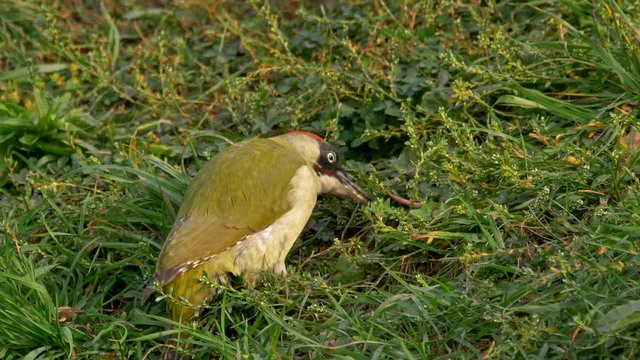 European green woodpecker (Picus viridis) looking for ants