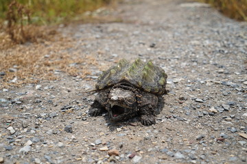 Alligator Snapping Turtle