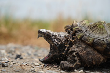 Alligator Snapping Turtle