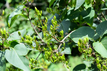 Obraz premium Ripening seeds of lilac. The lilac has blossomed