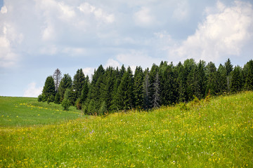 Beautiful summer landscape with field and flowers. Green landscape lit by the sun at sunset. Europe