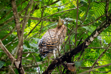 Tiger heron