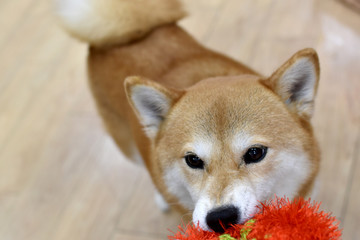 柴犬・おもちゃ遊び