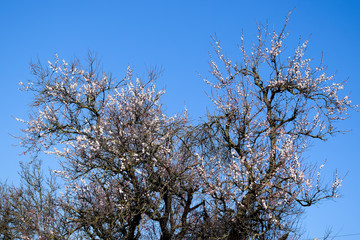 Blooming wild apricot in the garden. Spring flowering trees. Pollination of flowers of apricot.