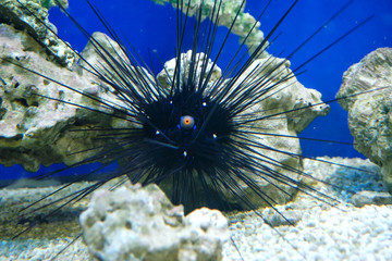 Marine reef dwellers, sea urchin