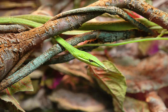 Long-nosed whip snake or green vine snake