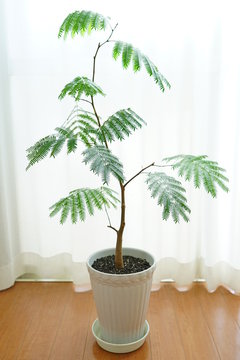 南向きの窓際のエバーフレッシュ