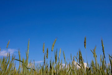 Obraz premium Field of Golden wheat under the blue sky and clouds