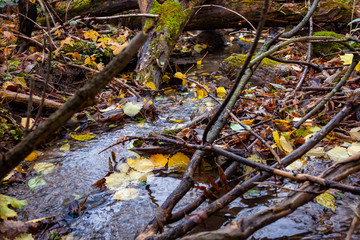 autumn leaves in water