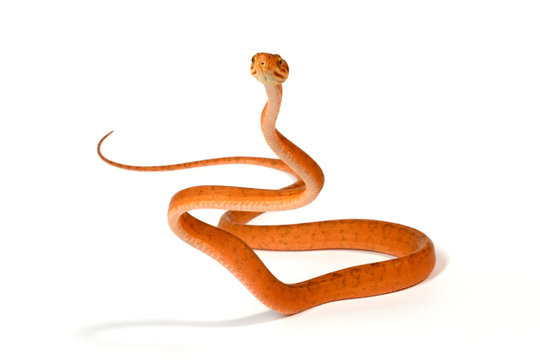 junge Hundskopfboa / Gartenboa (Corallus hortulanus) - garden tree boa