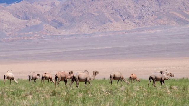 Herd of bactrian camels in mongolian desert. Khovd province, Western Mongolia.