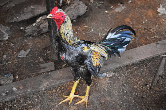 A fighting rooster in henhouse
