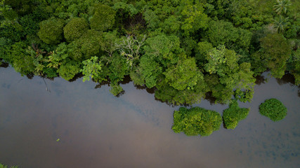 Rain forest from above