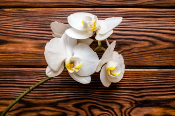 Obraz na płótnie Canvas Branch of a White orchid on a brown wooden background 