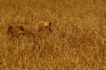 Lioness Hiding in Savannah Grass
