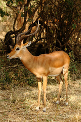 Lone Impala