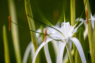 Beach Spider Lily