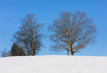 Fototapeta na wymiar Trees on a small hill covered by snow on a sunny day in winter